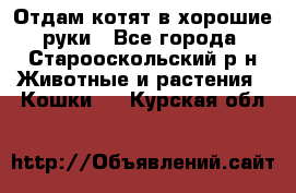 Отдам котят в хорошие руки - Все города, Старооскольский р-н Животные и растения » Кошки   . Курская обл.